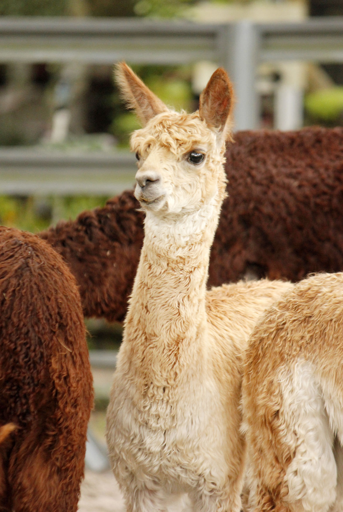 Alpaca Magic 2